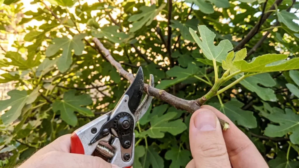 How to Propagate Fig Trees in Water (Alternative Method)