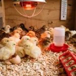 Dos and Don’ts Now That You Have Chicks: Beginner's Guide