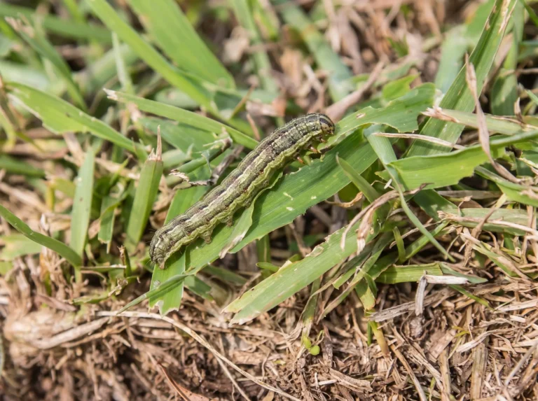 How to Spot Armyworms in Your Lawn Before Serious Damage