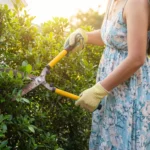 Should You Trim Shrubs During Hot Weather?