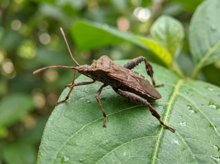 5 Things You Should Do Right Now to Keep Squash Bugs From Invading Your Garden Next Year