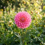 Dahlias Looking Limp Already These Easy Tricks Keep Them Perky and Blooming