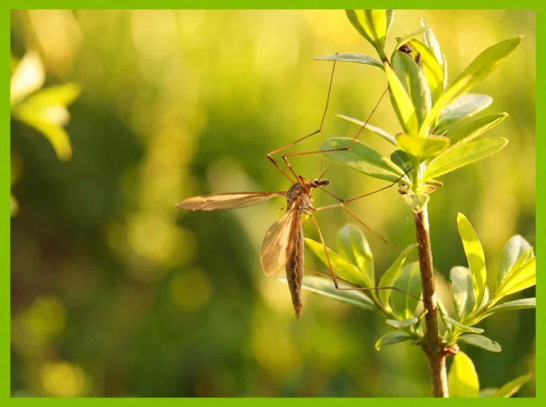 How To Get Rid of Mosquitoes in Your Lawn and Landscape